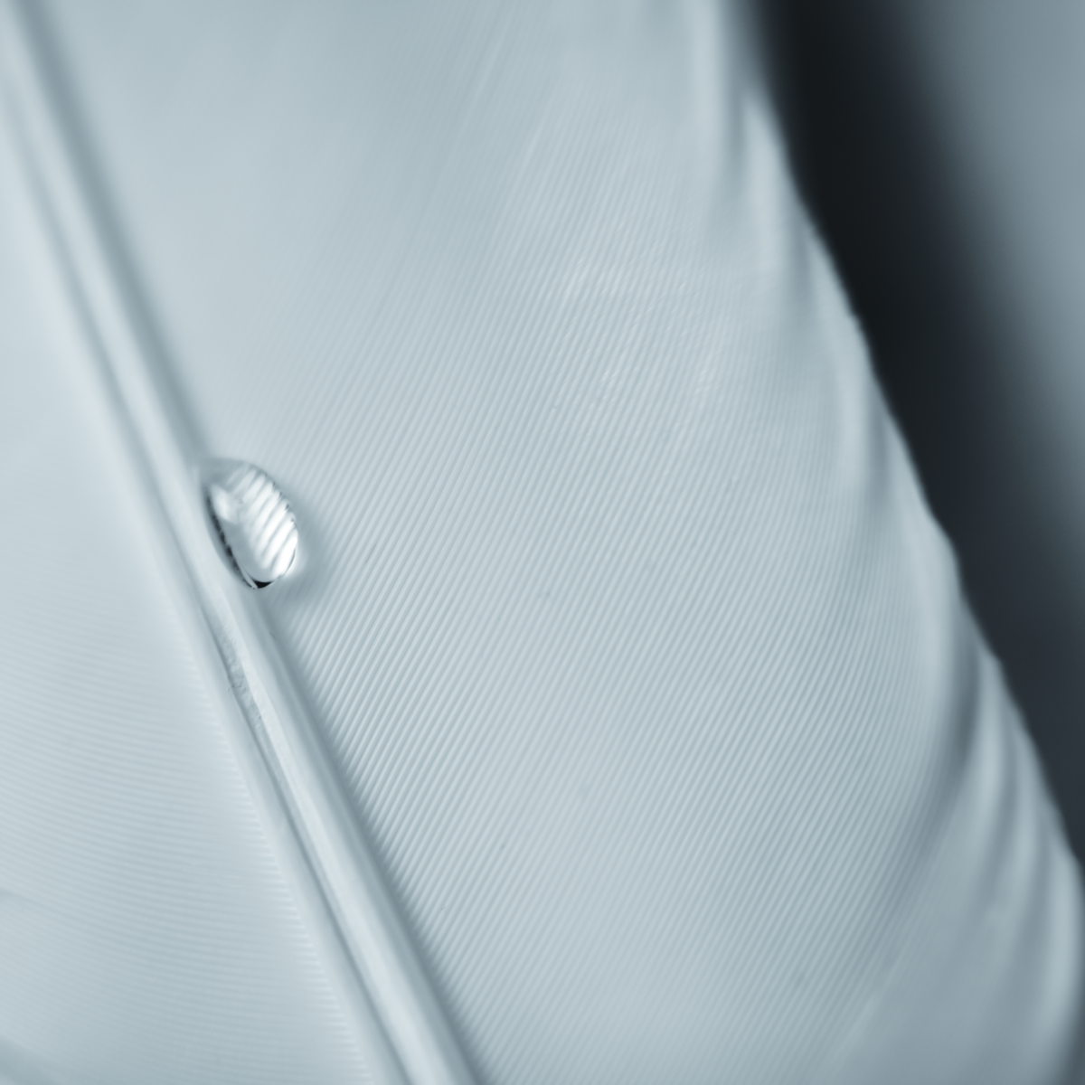 Minimalist macro photograph of a pale feather showing fine parallel barbs and a small water droplet.